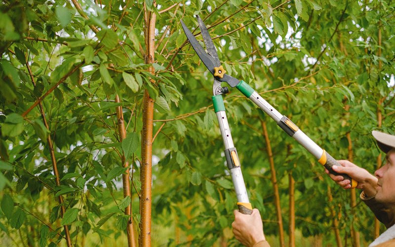 Tree trimming in Villisca, IA